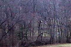 Rare Spotted Owl - Mill Neck Manor NY